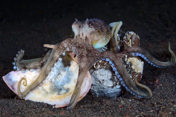 Kraken place