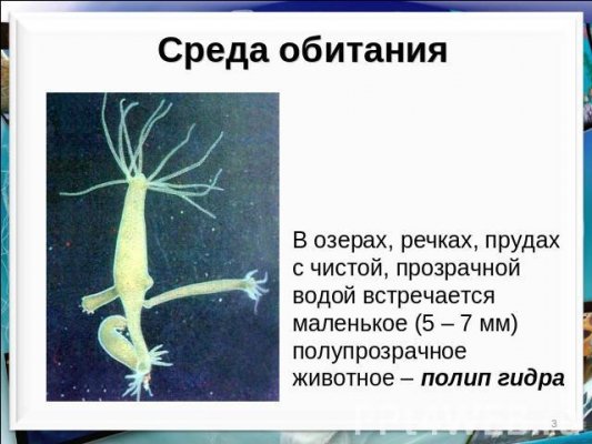 Кракен мп